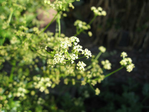 celery flower img