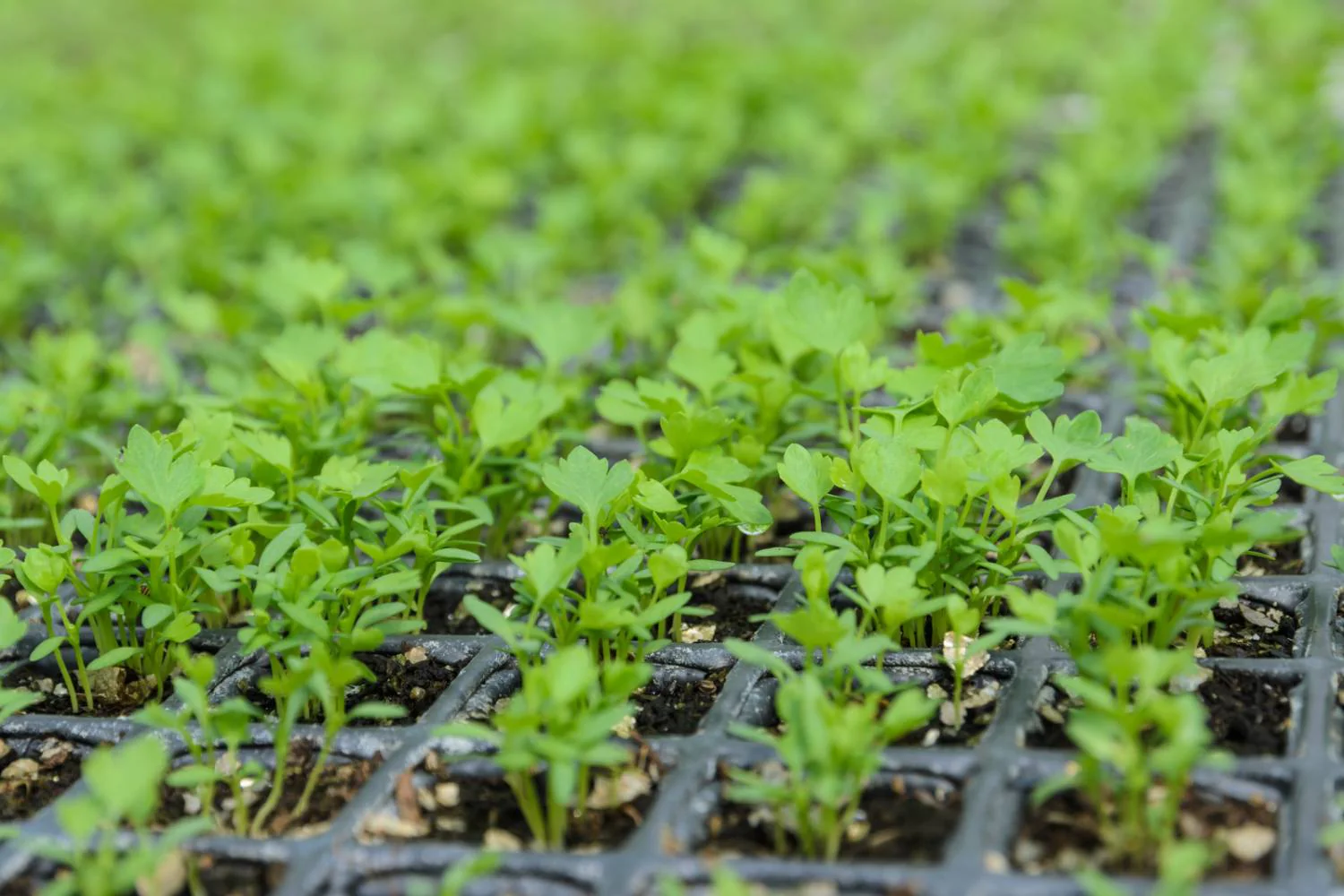celery seedlings img