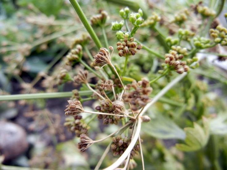 celery seeds img
