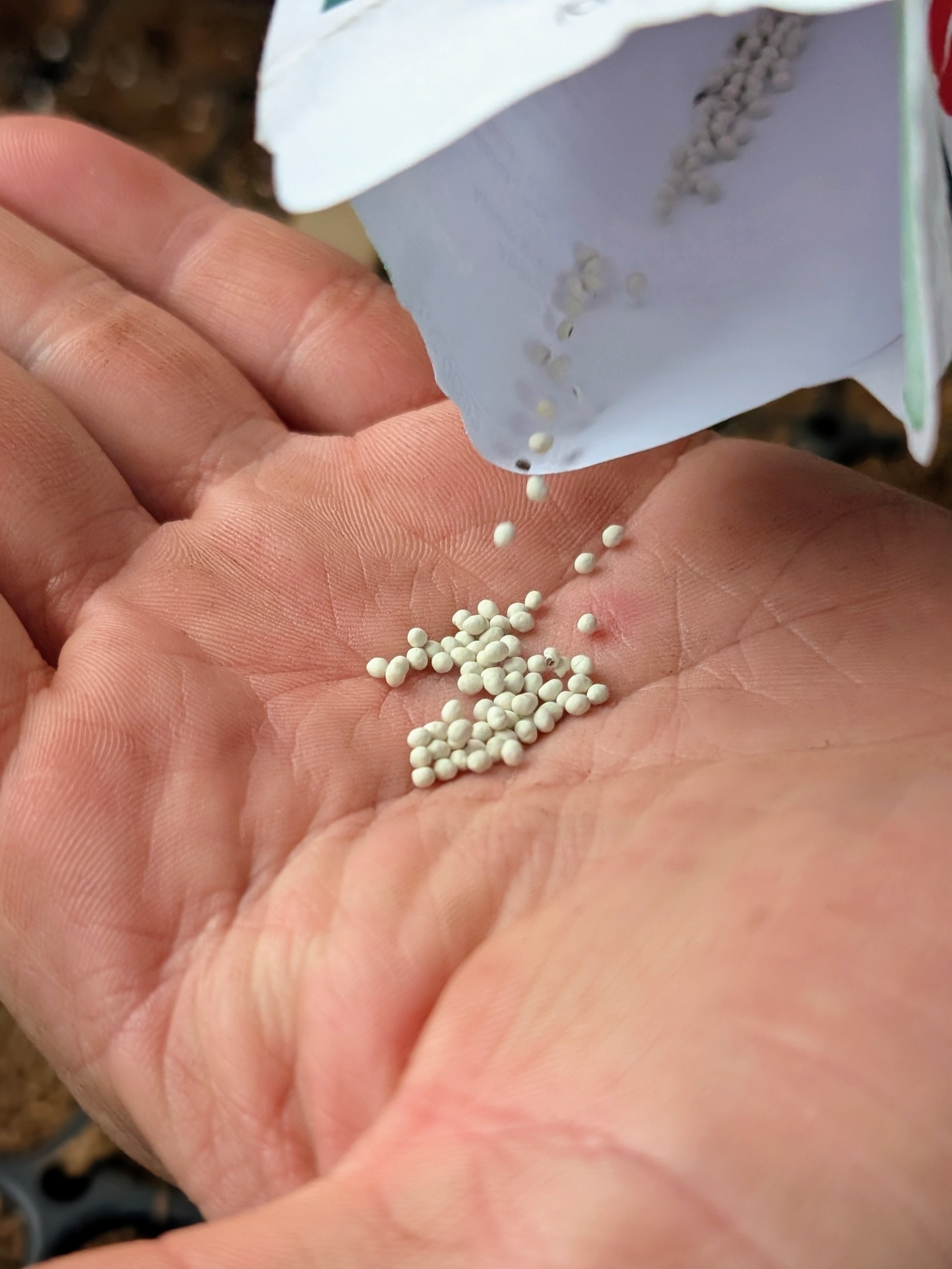 celery seeds being harvested img